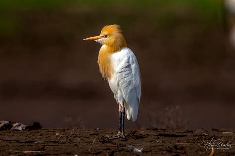 Eastern Cattle Egret (Bubulcus coromandus) | Wildlife Vagabond