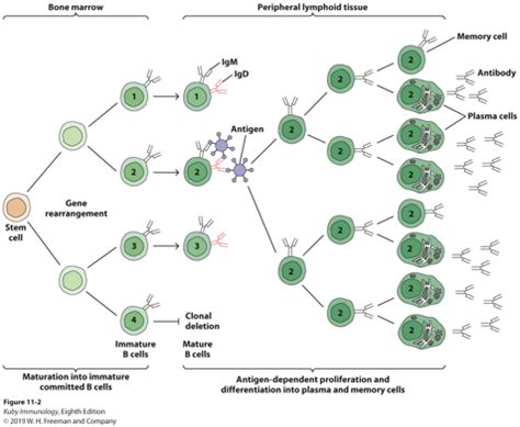 Immunology Unit Chapter B Cell Activation Differentiation And