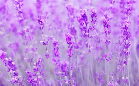 Spring, purple flowers, meadow wallpaper | Flower wallpaper, Purple ...