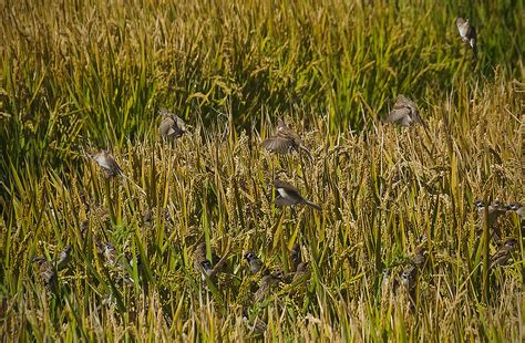 ten strategies  protecting rice  birds agriculture monthly