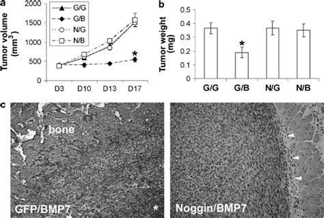 Ectopic Noggin Expression Rescues Tumorigenicity Of Adbmp7 Infected