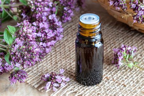 A Bottle Of Oregano Essential Oil With Blooming Oregano Stock Image