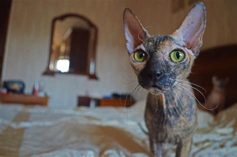 Premium Photo Curious Green Eyed Sphynx Cat Looking At Camera