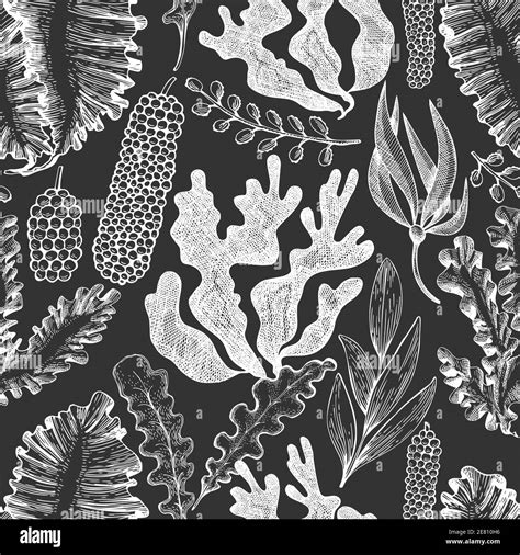 Seaweed Seamless Pattern Hand Drawn Vector Seaweeds Illustration On