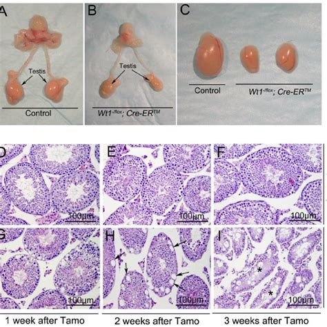 Pdf The Wilms Tumor Gene Wt1 Is Critical For Mouse Spermatogenesis