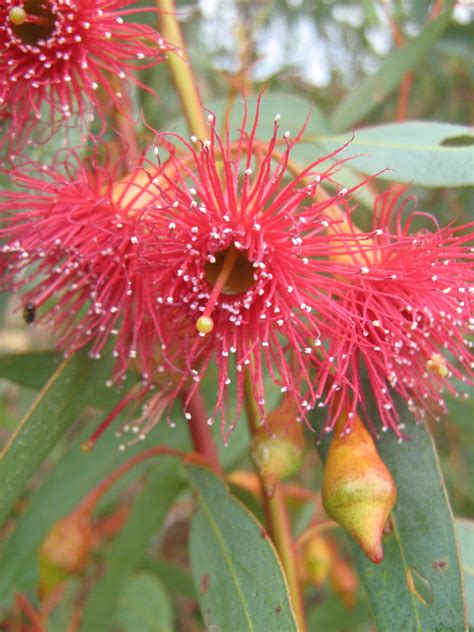 Eucalyptus Flowers Native Tree