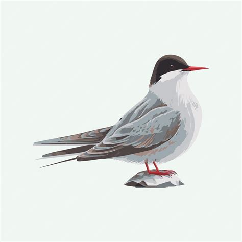 Premium Vector Vector Cute Arctic Tern Bird Cartoon Style