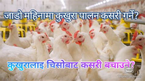 जाडो महिनामा कुखुरा पालन कसरी गर्ने Poultry Farming In Nepal 2020