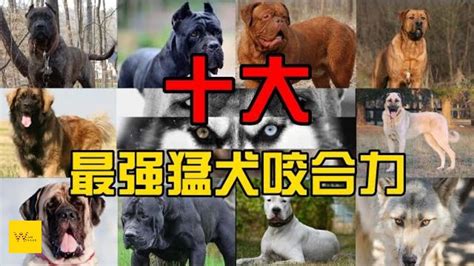 十大最强猛犬咬合力 前三名的咬合力就已经超过狮子！！第一名甚至是土耳其的国宝！ 『阿烈说』 Youtube