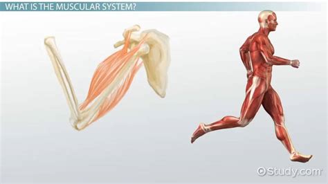 Muscular System Diseases, Symptoms Treatments Video Lesson , 53% OFF