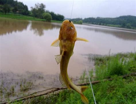 為什麼窩子裡鯽魚沒釣幾條就消失了，野釣聚魚有何妙招，怎樣打窩 每日頭條