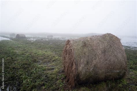 Zalana Ka Rozlewiska Bzury Pod Czyc Zalane Bele Siana Stock Photo