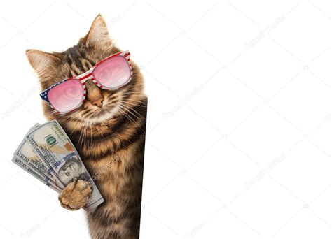 Funny Cat With Money — Stock Photo © Funnycats 90888880