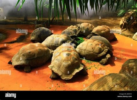 Amphibian Turtle Turtles Turtle Soup Tortoise Reptiles Tortoises