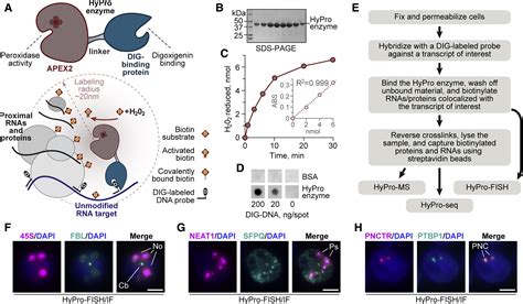 Hybridization Proximity Labeling Reveals Spatially Ordered Interactions Of Nuclear Rna