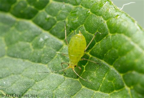 Vegetable Crop Insect And Pest Identification Flashcards Quizlet