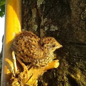 Common Quail - Facts, Diet, Habitat & Pictures on Animalia.bio