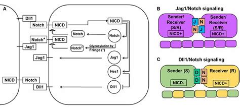 Frontiers Notch Signaling Induced Oscillatory Gene Expression May