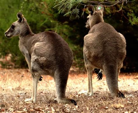 Antilopine Kangaroo - Facts, Diet, Habitat & Pictures on Animalia.bio