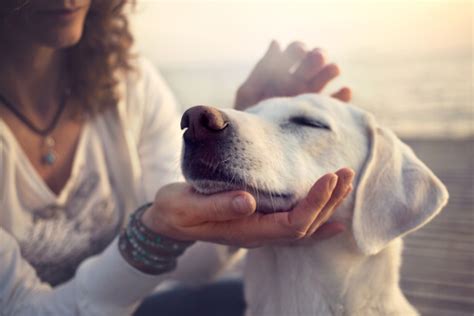 Cegueira em cães Portal Vida e Saúde