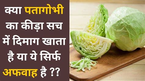 Cabbage Tapeworm Eats Brain Truth Or Myth पत्ता गोभी में क्या सच में