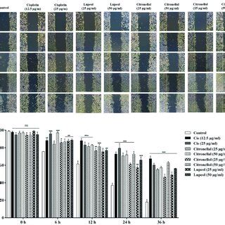 Cell Motility Assay Of SCC15 Cell Line For Untreated Control And Cells