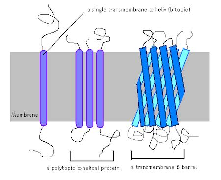 Amphipathic Molecules | Definition & Examples - Lesson | Study.com