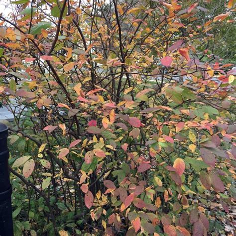 Itea virginica (Virginia Sweetspire, Virginia-willow)