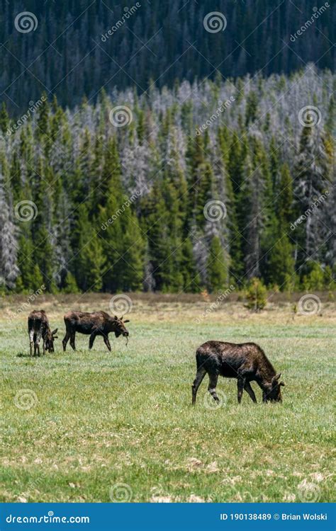 Moose In Rocky Mountain National Park Stock Image Image Of Creek