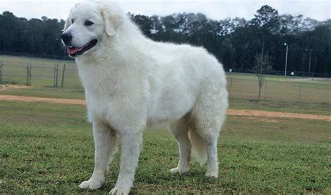 Kuvasz dog reviews - real reviews from real people.