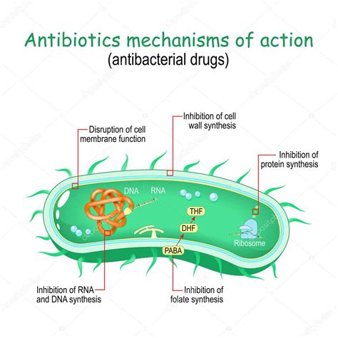 Antibiotics Mechanisms Of Action Antibacterial Drugs From Disruption