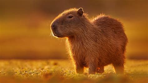 Capybara Fish