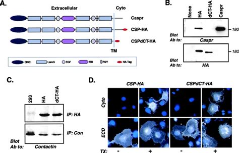 Structure And Expression Of Caspr Constructs A Schematic