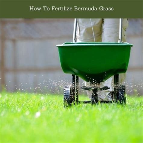 Best Fertilizer For Bermuda Grass - Lawn Desire