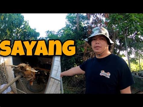 NAPASOK NG DAGA ANG MGA MANOK MAY PROBLEMA SA TUMANA YouTube