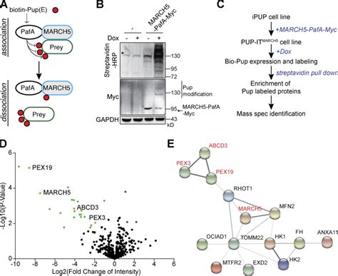 Identification Of March5 Interacting Proteins By Pup It A Design Of