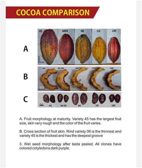 Cacao Bean | Inaexport