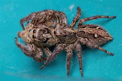 Premium Photo Female Adult Pantropical Jumping Spider Of The Species