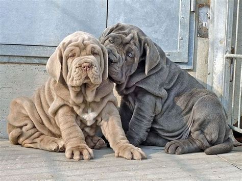 The Neapolitan Mastiff A Generous Giant