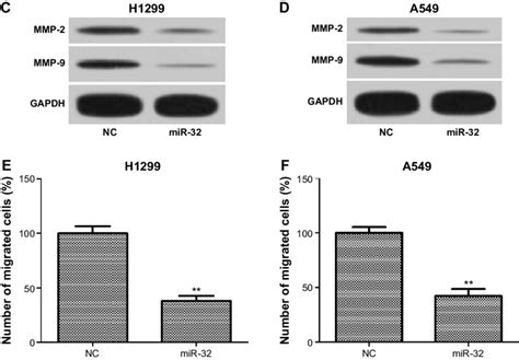 Mir 32 Inhibits Nsclc Cell Invasion And Migration Notes A And B