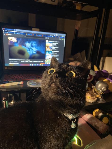 I swear she can see ghosts, there was nothing up there : r/aww