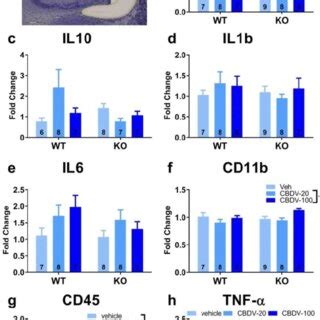 Effects Of Juvenile Chronic Adult CBDV Administration On The Expression