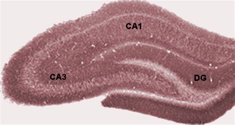 Hippocampus - wikidoc