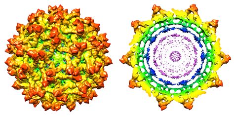 New Findings Detail Structure Of Immature Zika Virus Purdue