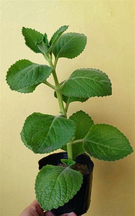 Cuban Oregano Herbal Plant On Carousell