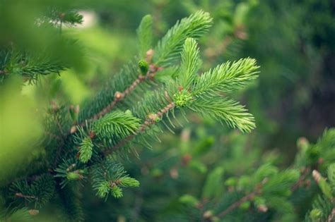 Picea De Noruega Picea Abies O Agujas Nuevas De Abeto Europeo