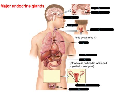 A P Lab Quiz 2 Endocrine System Flashcards Quizlet