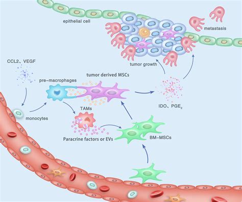 Frontiers Crosstalk Between Mesenchymal Stromal Cells And Tumor