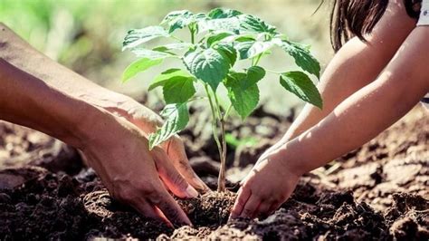 Unique Tree Planting Initiatives In India That Can Help You Do Your Bit