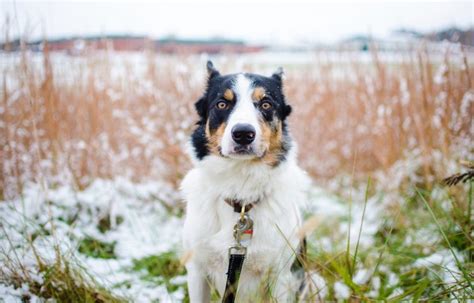 Órdenes básicas para Border Collies Adiéstrale fácilmente